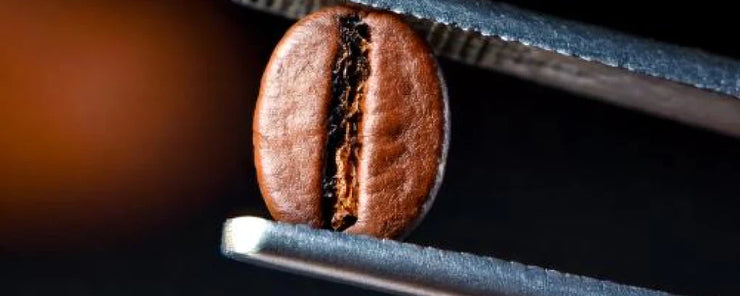 What Are Mycotoxins in Coffee and Why Should You Care?