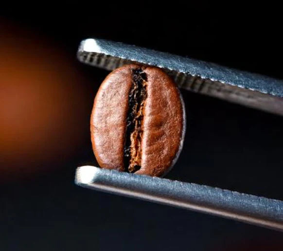 What Are Mycotoxins in Coffee and Why Should You Care?