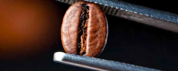 What Are Mycotoxins in Coffee and Why Should You Care?