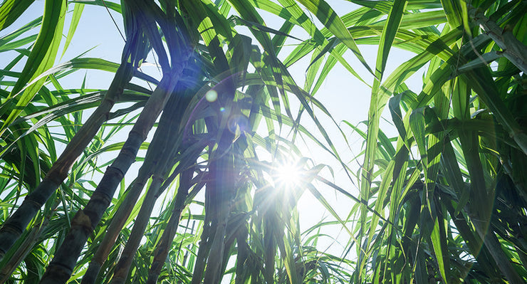 The Secret to Making Decaf Coffee That Tastes Good: The Sugar Cane E.A. Process
