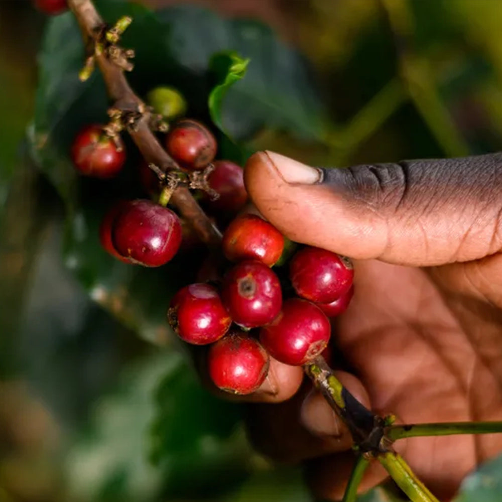 Bio-based packaging design for Danger Coffee, eco-friendly and sustainable premium coffee