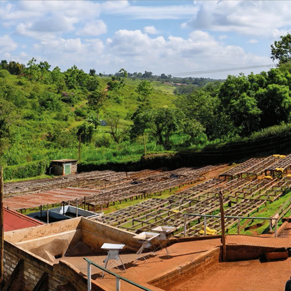 Bio-based packaging design for Danger Coffee, eco-friendly and sustainable premium coffee