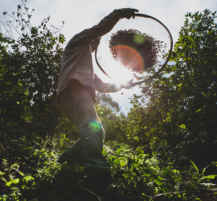 Coffee farmer winnowing coffee beans at origin plantation - traditional coffee processing method for premium specialty coffee sourcing